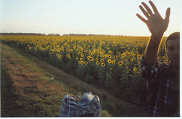 Подсолнухи