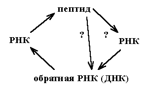 ->РНК->пептид->РНК->обратная РНК (ДНК)->