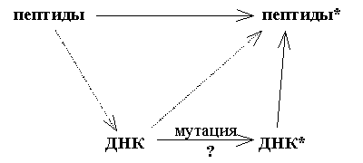 пептиды->пептиды*